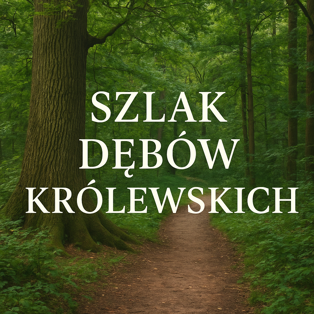 Szlak Dębów Królewskich – trasa i ciekawostki