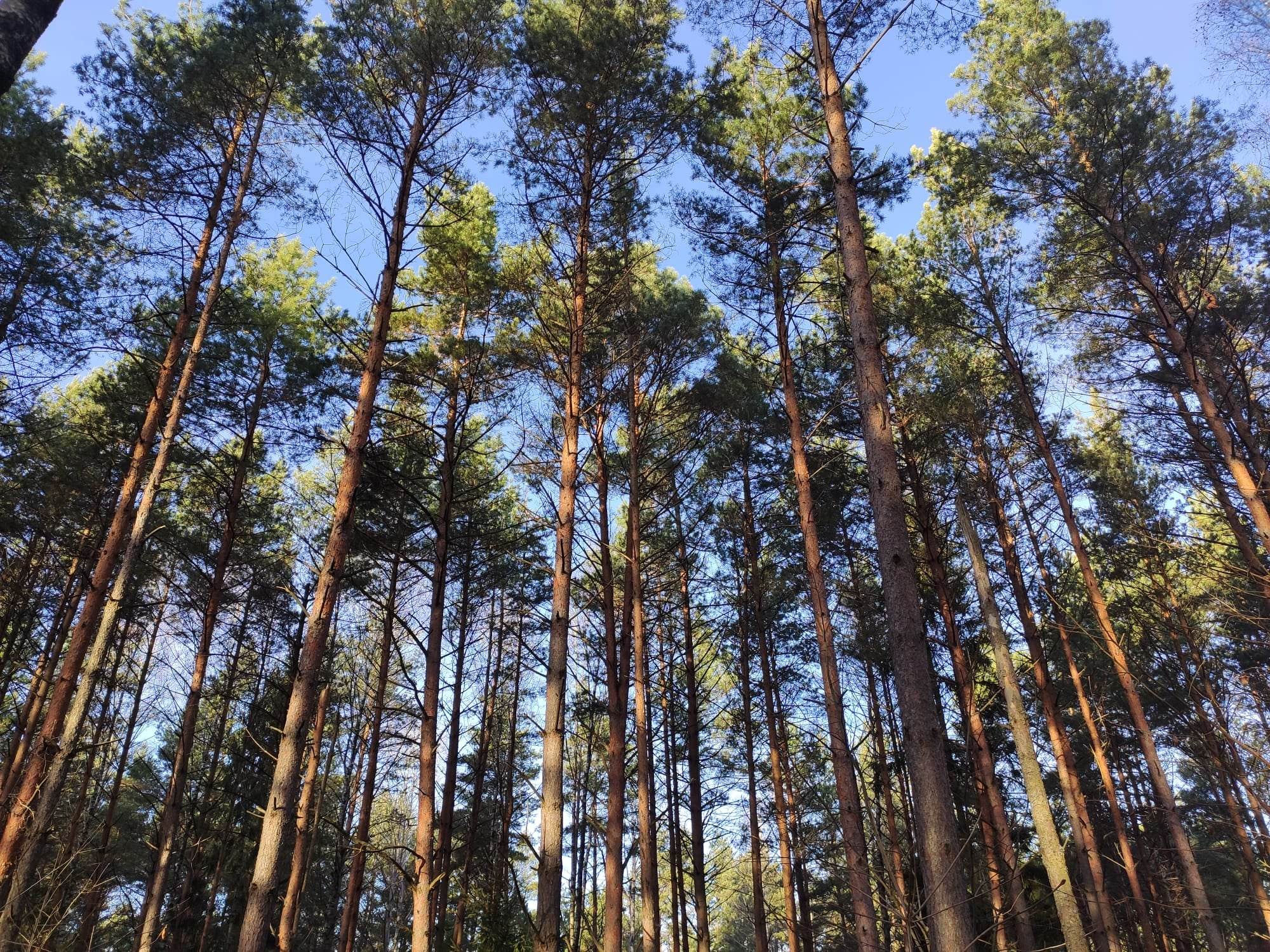 Noclegi z widokiem na las – gdzie szukać?