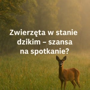 Zwierzęta w stanie dzikim – szansa na spotkanie?
