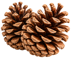 szyszki